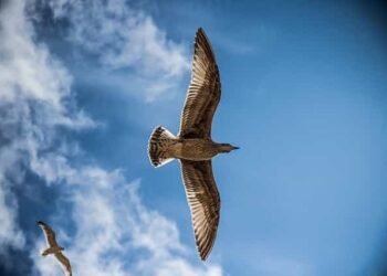 पक्षी कैसे उड़ते हैं? और मनुष्य पक्षियों की तरह क्यों नहीं उड़ पाते