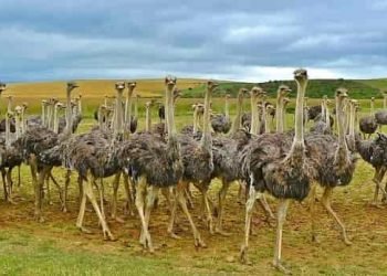 ऐसा कौन सा पक्षी है जो पत्थर खाता है और उड़ नहीं सकता